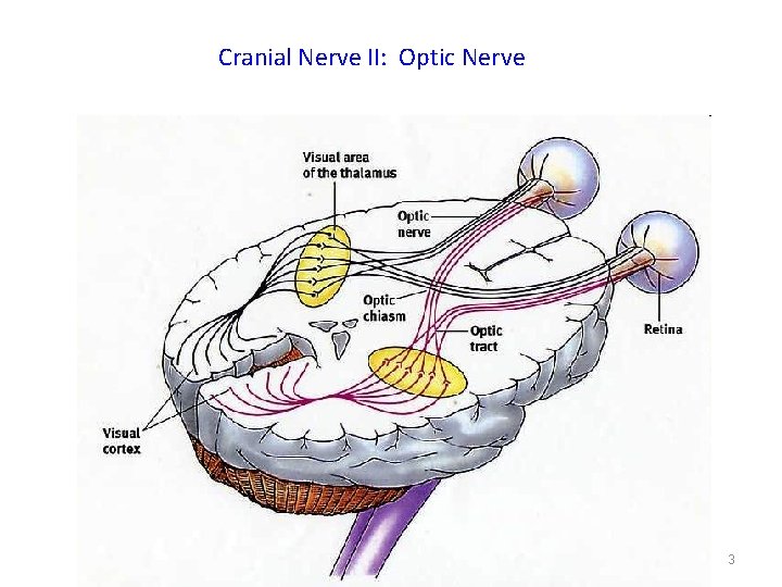 Cranial Nerve II: Optic Nerve 3 