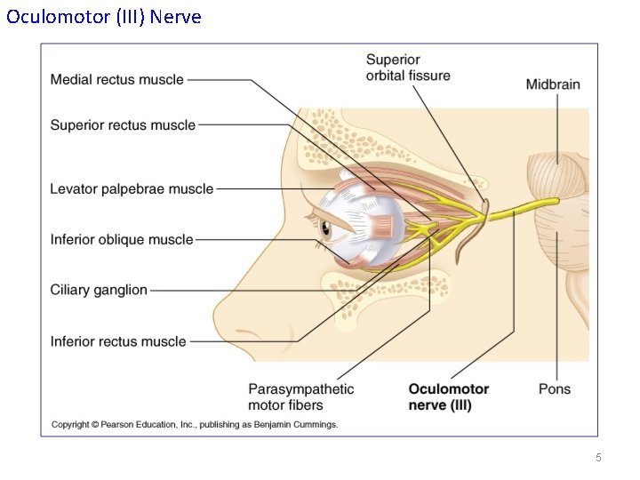 Oculomotor (III) Nerve 5 