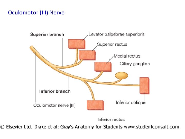 Oculomotor (III) Nerve 