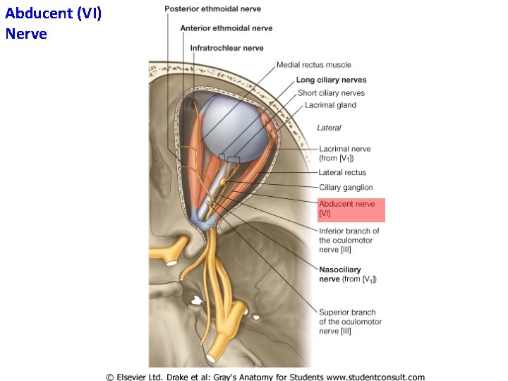 Abducent (VI) Nerve 