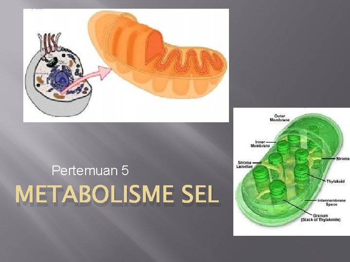 Pertemuan 5 METABOLISME SEL 