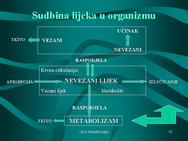 Sudbina lijeka u organizmu UČINAK TKIVO VEZANI NEVEZANI RASPODJELA Krvna cirkulacija NEVEZANI LIJEK APSORPCIJA