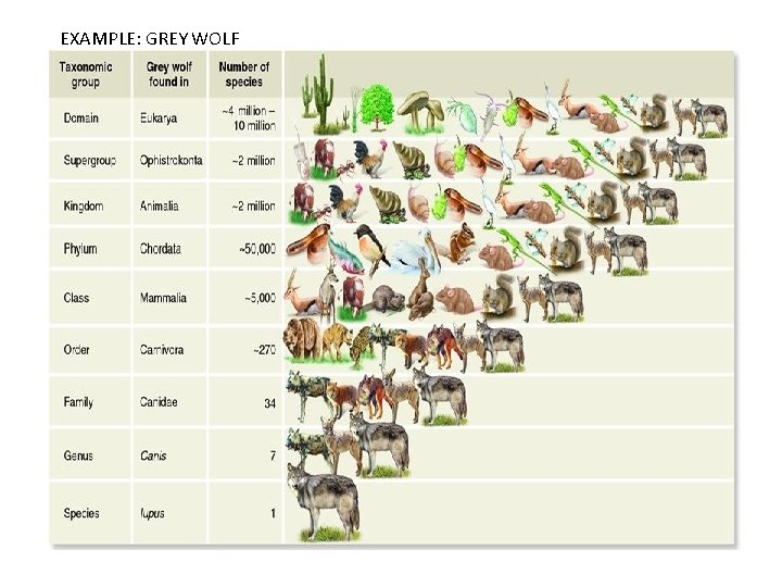 EXAMPLE: GREY WOLF 
