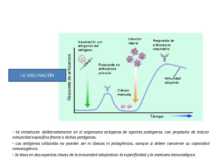 LA VACUNACIÓN • Se introducen deliberadamente en el organismo antígenos de agentes patógenos, con