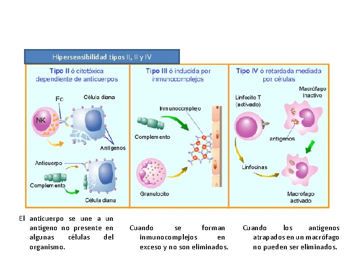 Hipersensibilidad tipos II, II y IV El anticuerpo se une a un antígeno no