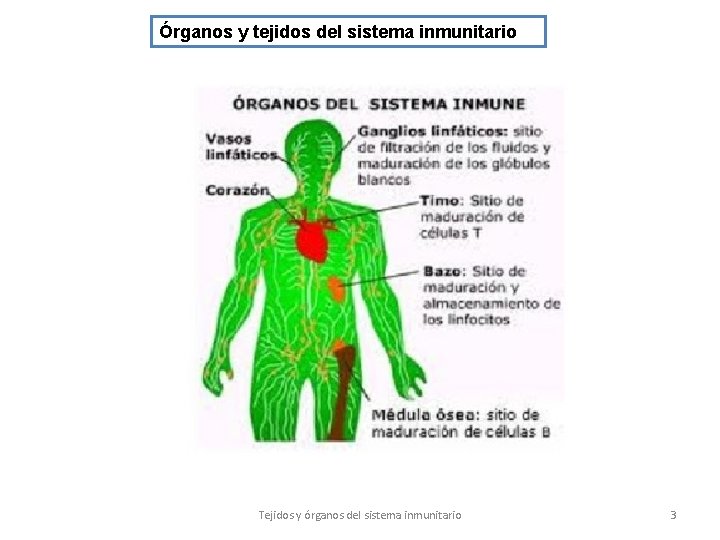 Órganos y tejidos del sistema inmunitario Tejidos y órganos del sistema inmunitario 3 