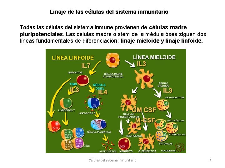 Linaje de las células del sistema inmunitario Todas las células del sistema inmune provienen