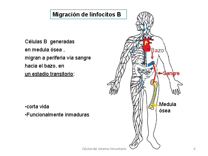 Migración de linfocitos B Células B generadas en medula ósea , Bazo migran a