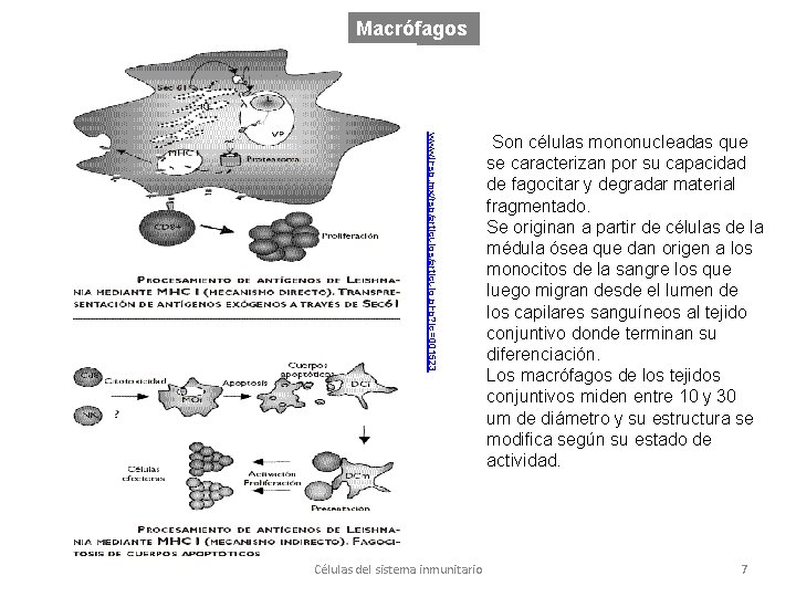 Macrófagos www. insp. mx/rsp/articulos/articulo. php? id=001523 Células del sistema inmunitario Son células mononucleadas que