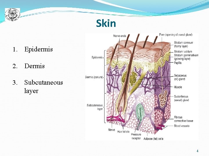 Skin 1. Epidermis 2. Dermis 3. Subcutaneous layer 4 