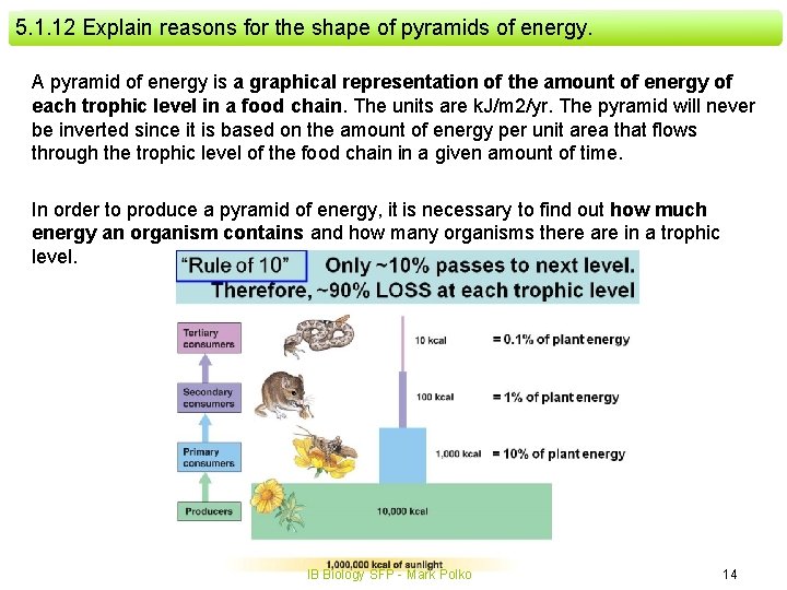 5. 1. 12 Explain reasons for the shape of pyramids of energy. A pyramid 5. 1. 12 Explain reasons for the shape of pyramids of energy. A pyramid