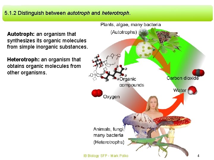 5. 1. 2 Distinguish between autotroph and heterotroph. Autotroph: an organism that synthesizes its 5. 1. 2 Distinguish between autotroph and heterotroph. Autotroph: an organism that synthesizes its