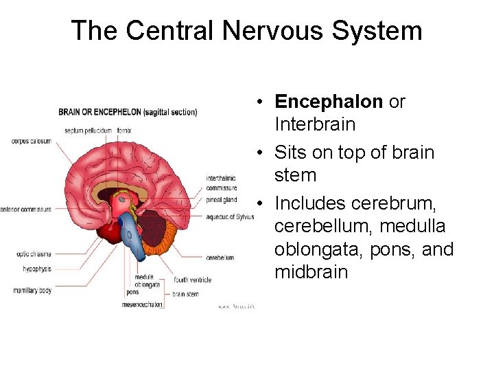 The Central Nervous System • Encephalon or Interbrain • Sits on top of brain