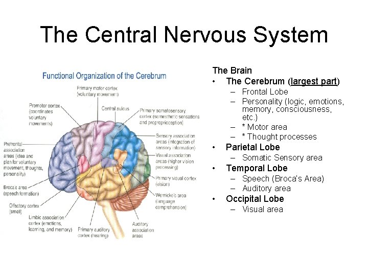 The Central Nervous System The Brain • The Cerebrum (largest part) – Frontal Lobe