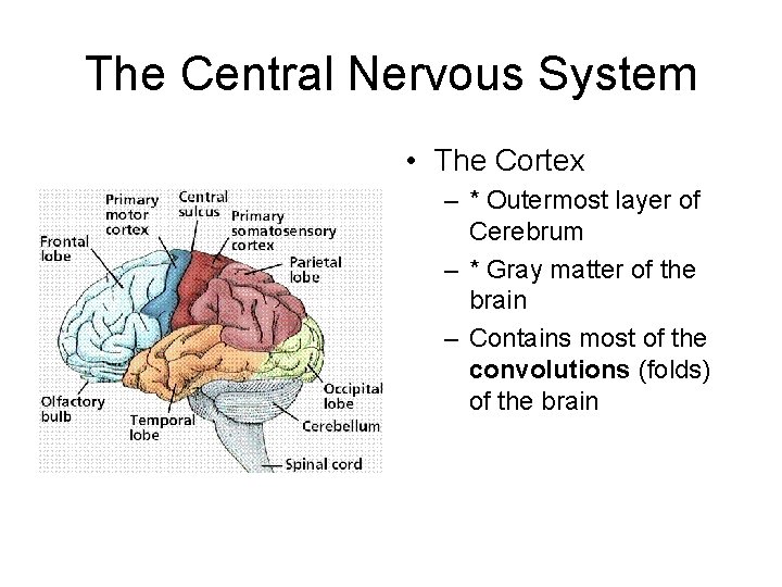 The Central Nervous System • The Cortex – * Outermost layer of Cerebrum –