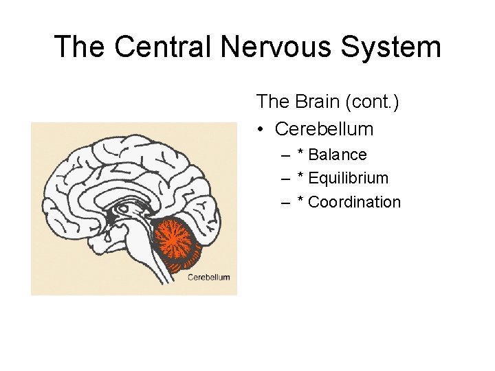 The Central Nervous System The Brain (cont. ) • Cerebellum – * Balance –