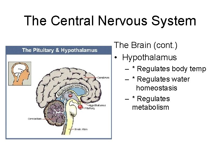 The Central Nervous System The Brain (cont. ) • Hypothalamus – * Regulates body