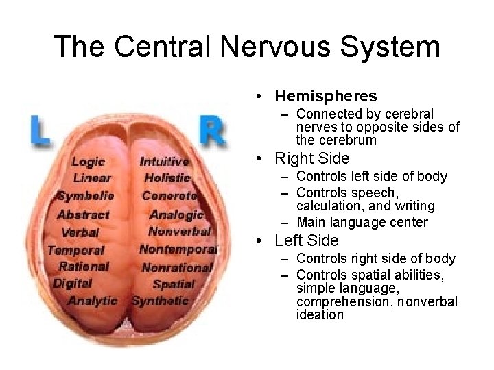 The Central Nervous System • Hemispheres – Connected by cerebral nerves to opposite sides