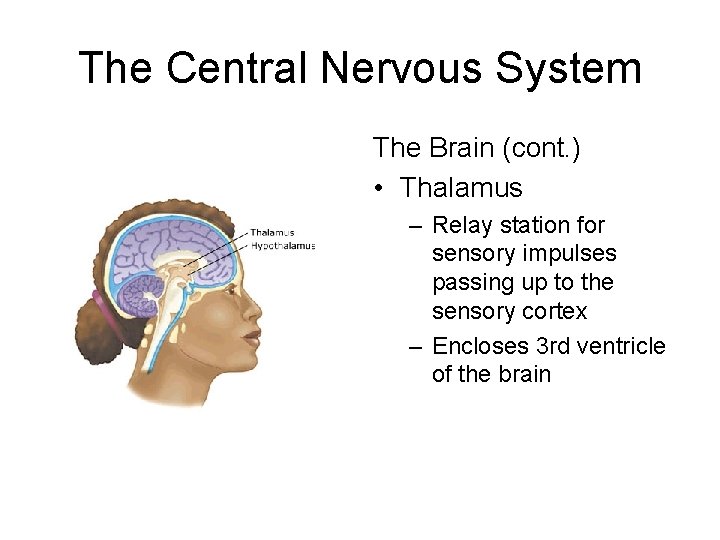 The Central Nervous System The Brain (cont. ) • Thalamus – Relay station for