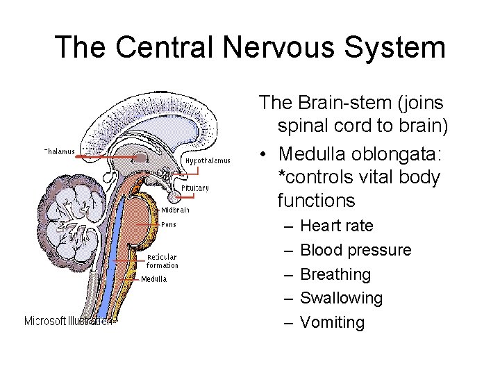 The Central Nervous System The Brain-stem (joins spinal cord to brain) • Medulla oblongata:
