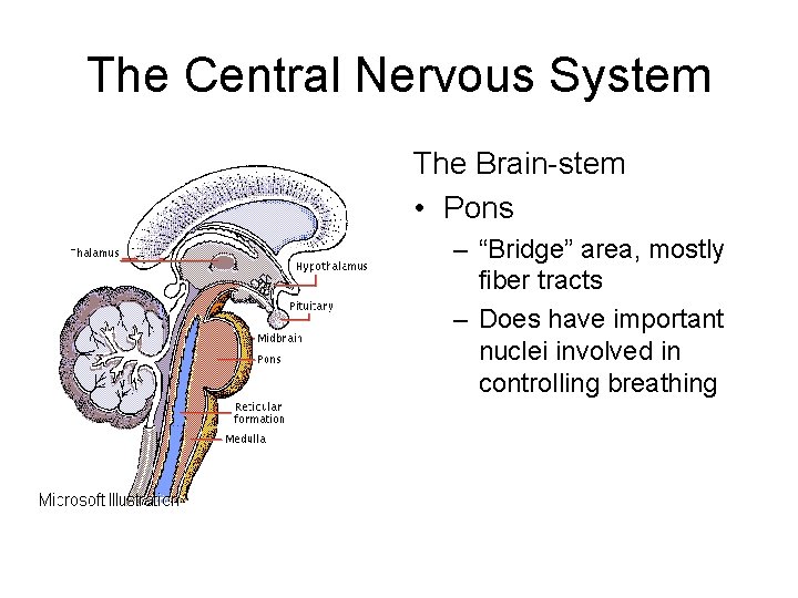 The Central Nervous System The Brain-stem • Pons – “Bridge” area, mostly fiber tracts