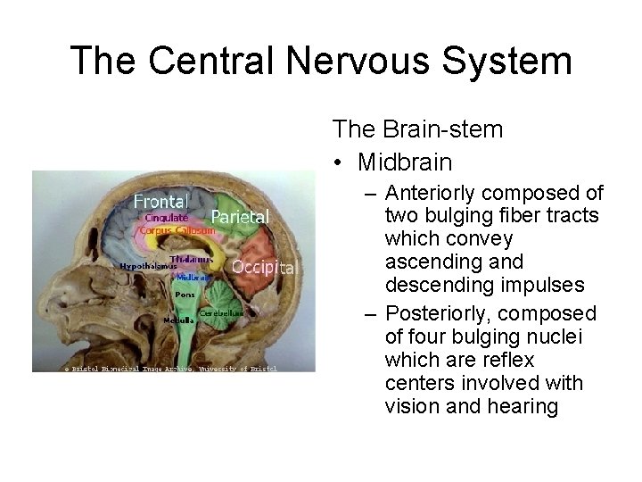 The Central Nervous System The Brain-stem • Midbrain – Anteriorly composed of two bulging