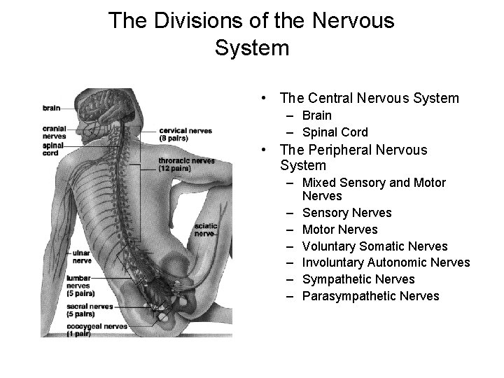 The Divisions of the Nervous System • The Central Nervous System – Brain –