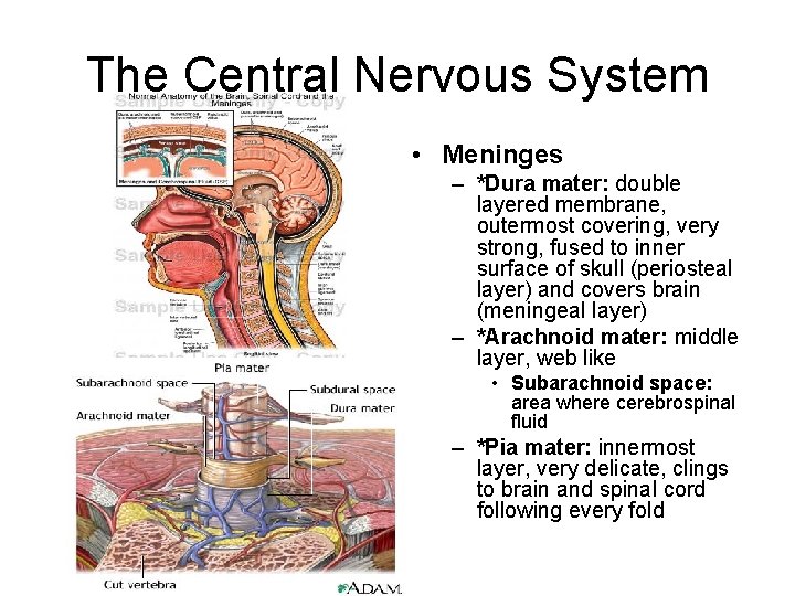 The Central Nervous System • Meninges – *Dura mater: double layered membrane, outermost covering,