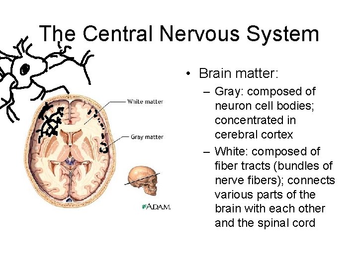 The Central Nervous System • Brain matter: – Gray: composed of neuron cell bodies;