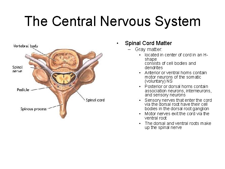The Central Nervous System • Spinal Cord Matter – Gray matter: • located in