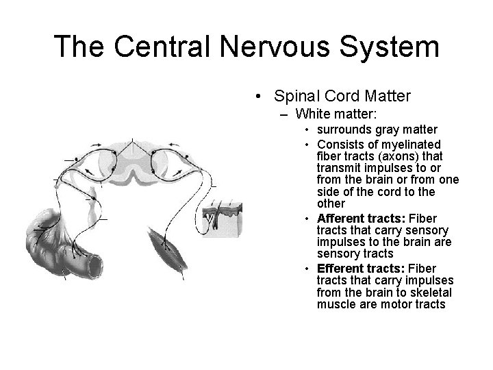 The Central Nervous System • Spinal Cord Matter – White matter: • surrounds gray