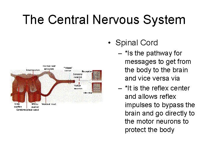 The Central Nervous System • Spinal Cord – *Is the pathway for messages to