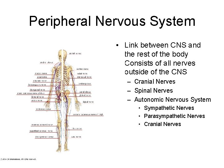 Peripheral Nervous System • Link between CNS and the rest of the body Consists