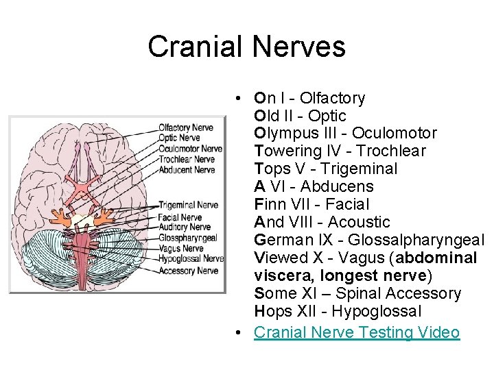 Cranial Nerves • On I - Olfactory Old II - Optic Olympus III -