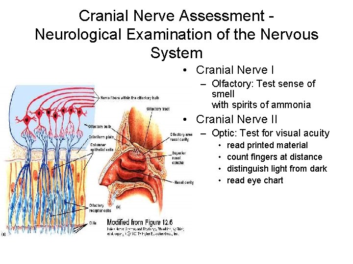 Cranial Nerve Assessment Neurological Examination of the Nervous System • Cranial Nerve I –