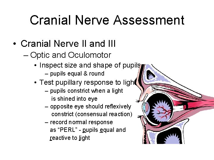 Cranial Nerve Assessment • Cranial Nerve II and III – Optic and Oculomotor •