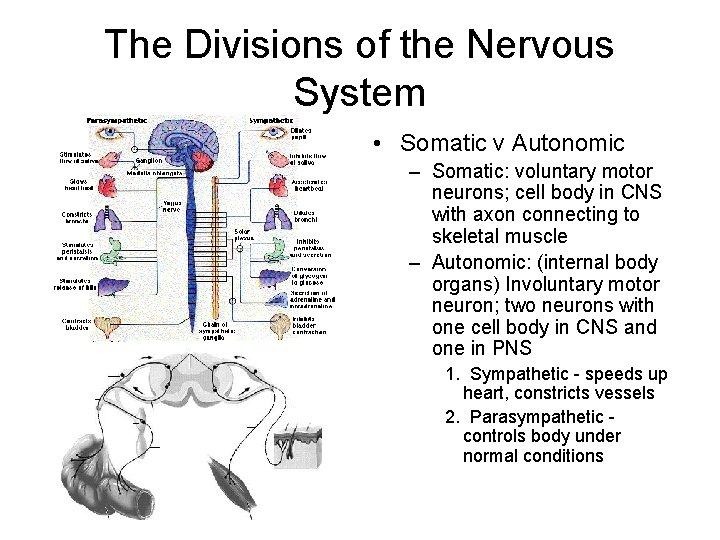 The Divisions of the Nervous System • Somatic v Autonomic – Somatic: voluntary motor