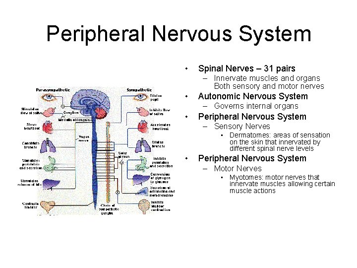 Peripheral Nervous System • Spinal Nerves – 31 pairs – Innervate muscles and organs
