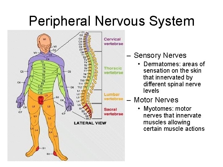 Peripheral Nervous System – Sensory Nerves • Dermatomes: areas of sensation on the skin