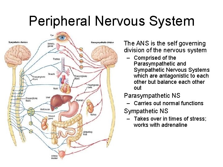 Peripheral Nervous System • The ANS is the self governing division of the nervous