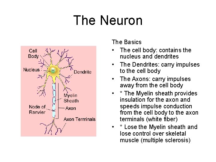 The Neuron The Basics • The cell body: contains the nucleus and dendrites •