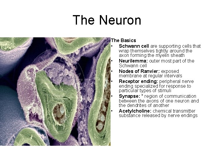 The Neuron The Basics • Schwann cell are supporting cells that wrap themselves tightly