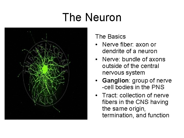 The Neuron The Basics • Nerve fiber: axon or dendrite of a neuron •