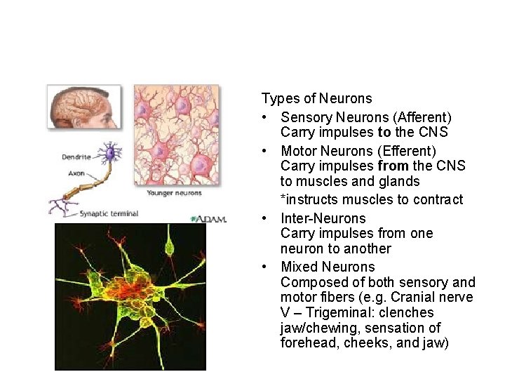 Types of Neurons • Sensory Neurons (Afferent) Carry impulses to the CNS • Motor