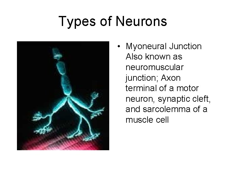 Types of Neurons • Myoneural Junction Also known as neuromuscular junction; Axon terminal of
