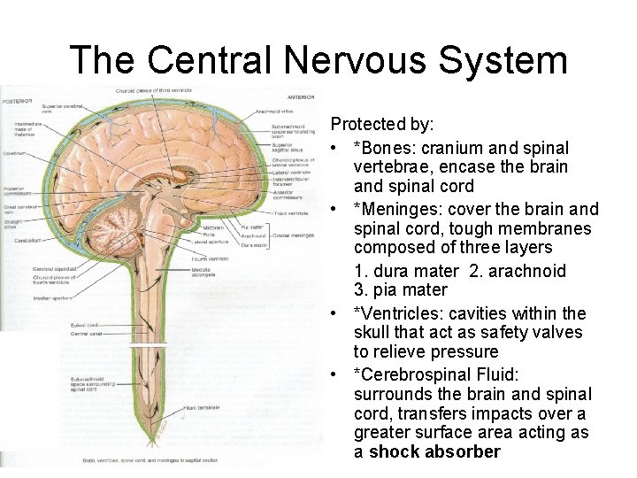 The Central Nervous System Protected by: • *Bones: cranium and spinal vertebrae, encase the