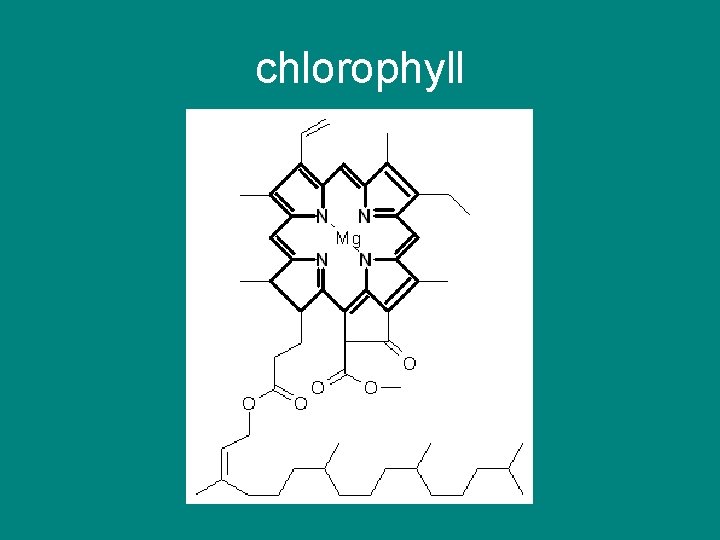 chlorophyll 