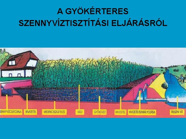 A GYÖKÉRTERES SZENNYVÍZTISZTÍTÁSI ELJÁRÁSRÓL 