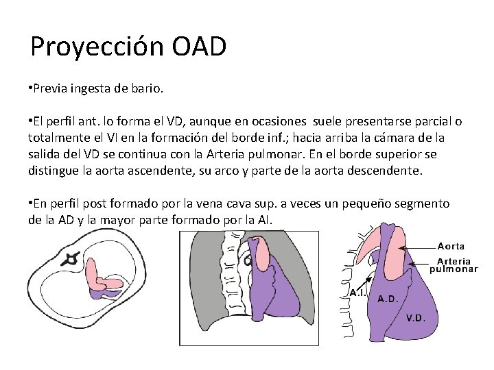 Proyección OAD • Previa ingesta de bario. • El perfil ant. lo forma el Proyección OAD • Previa ingesta de bario. • El perfil ant. lo forma el