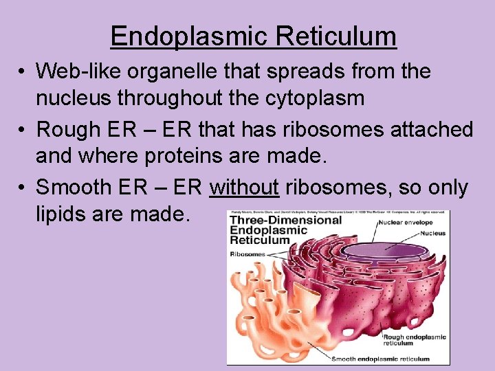 Endoplasmic Reticulum • Web-like organelle that spreads from the nucleus throughout the cytoplasm •